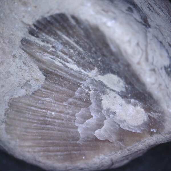 Vēstures liecinieks