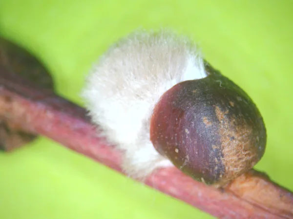 Pūpols